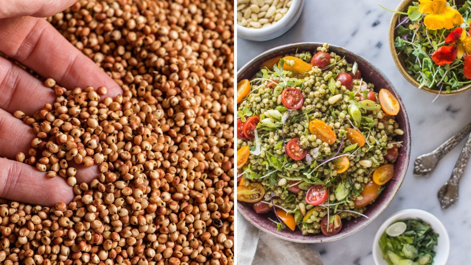 Sorghum